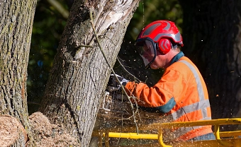 Schnittarbeiten im Wald