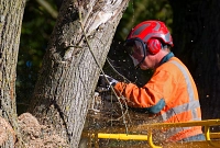 Schnittarbeiten im Wald