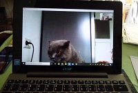 Kater Carlos beim sagenhaften Treffen per Skype