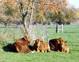 Rinder, Kuh © Rolf Hofmann